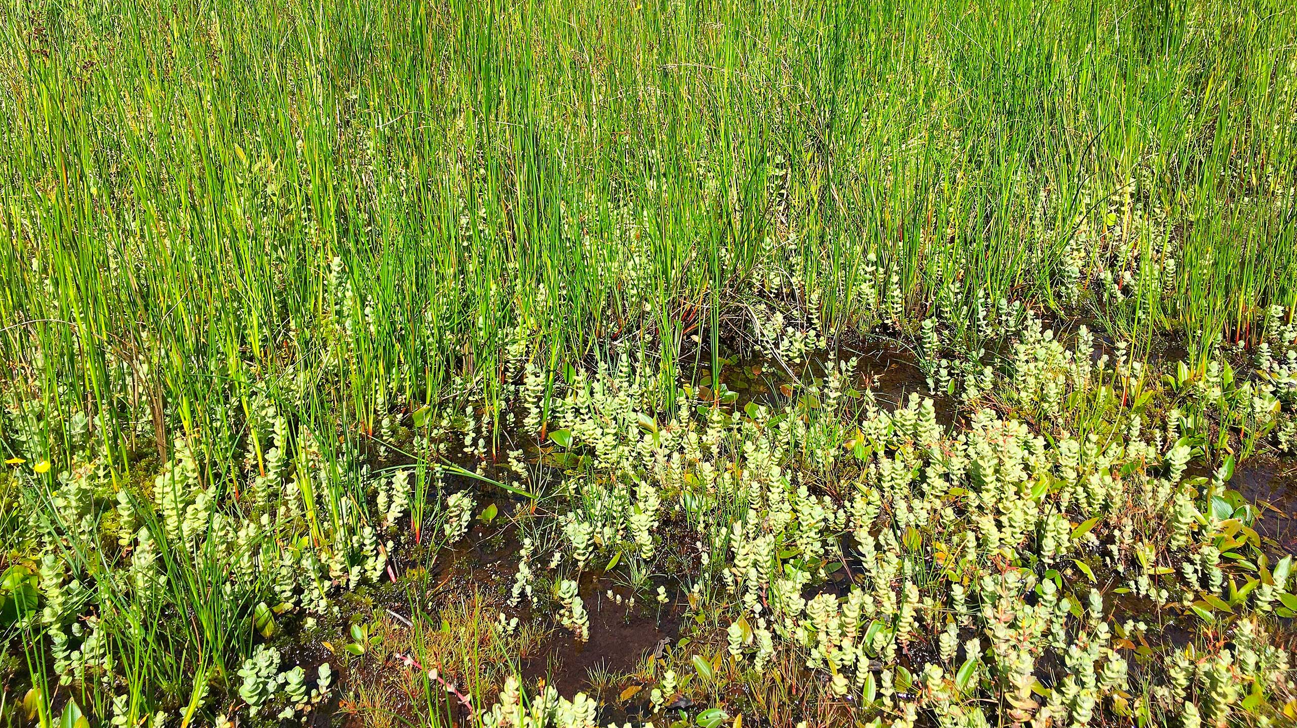 Een sloot helemaal dichtgegroeid met de exatische en uitheemse waterplant grote waternavel