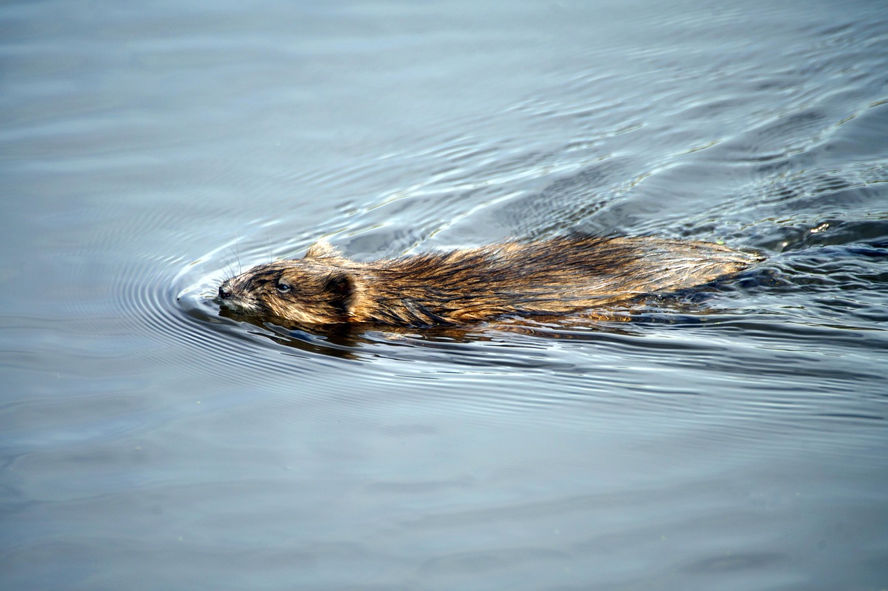 Muskusrat zwemt door het water. Alleen de bovenzijde kop en rug zijn zichtbaar