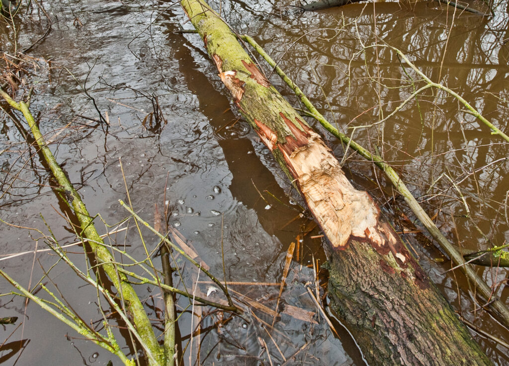 Een boom ligt in het water. De boom is deels omgeknaagd door een bever. Je ziet duidelijk sporen van tanden in de stam. Er liggen takken en water om de boom heen. Het is een natte en bosrijke plek.