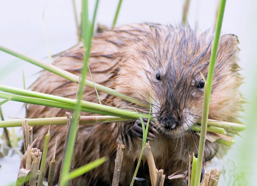 Een close-up beeld van een bever die groen stengels in zijn bek heeft.