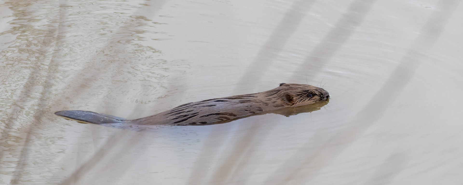 Bever zwemt in het water