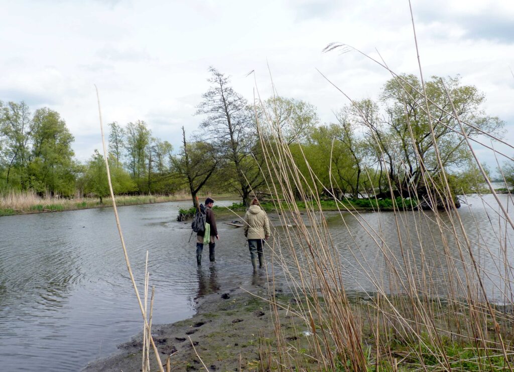 Een muskusrattenbestrijder loopt samen met iemand anders door ondiep water in een moerassig natuurgebied. Op de achtergrond zijn bomen en riet te zien. Het is een bewolkte dag en de omgeving is groen en nat.