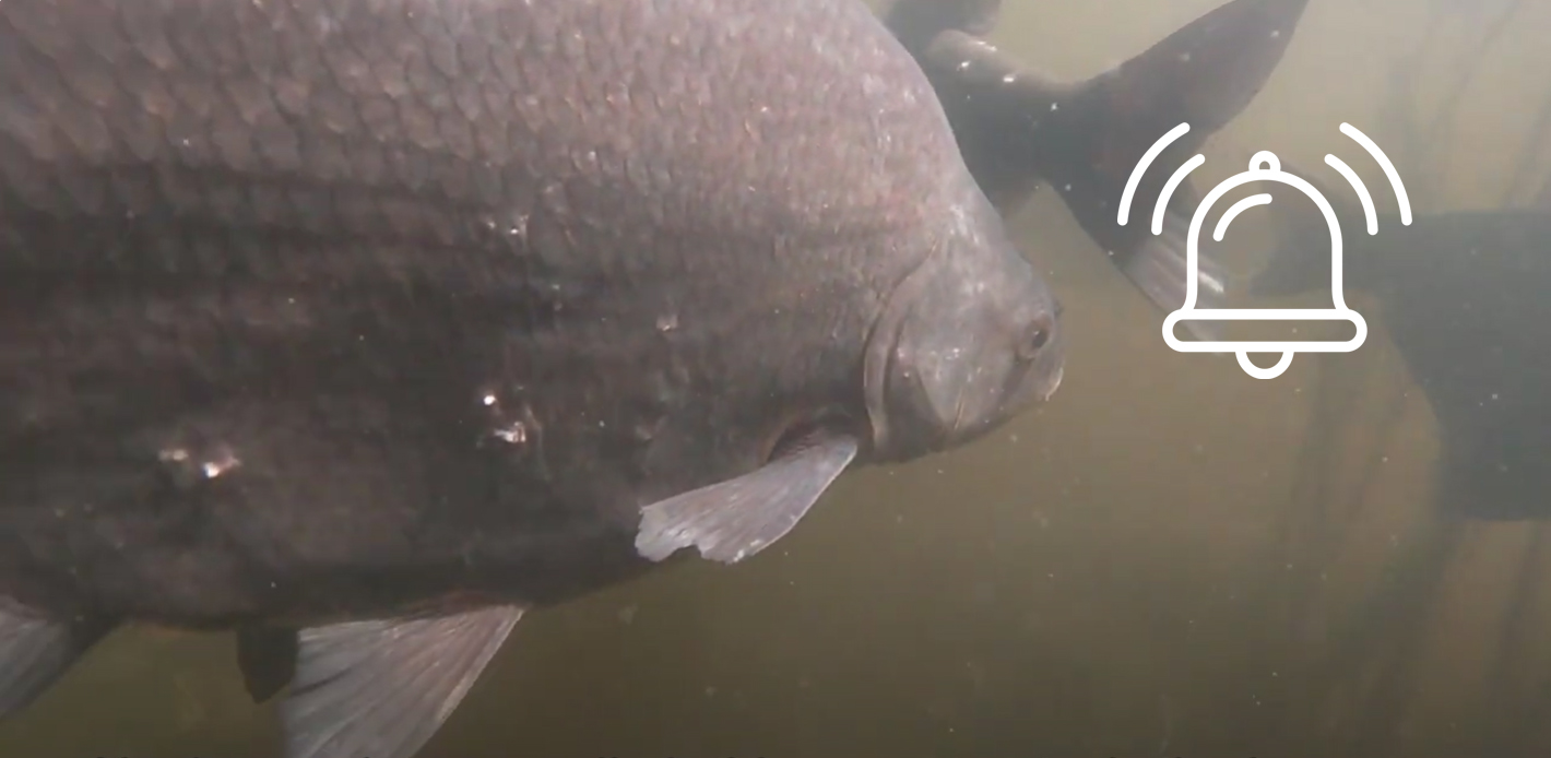 Onderwater beeld met een grote dikke grijs-bruine vis in groenig water. Op het beeld ligt een icoon van een ringelende bel.