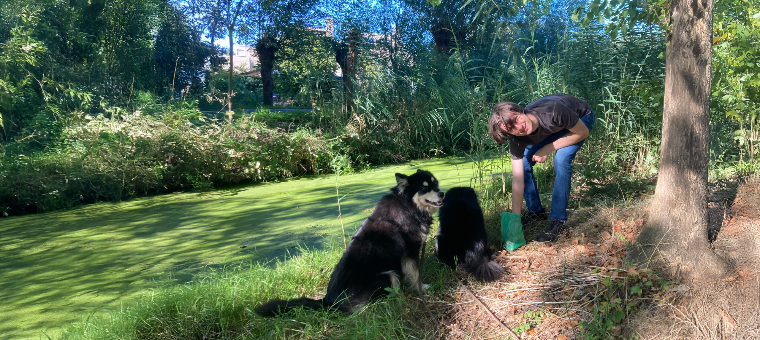 Jonge man met 2 honden aan de waterkant in een groene omgeving. De man ruimt met een plasticzakje de poep van de hond op.