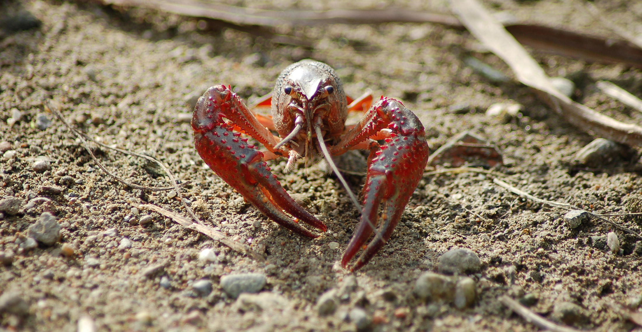 Amerikaanse rivierkreeft