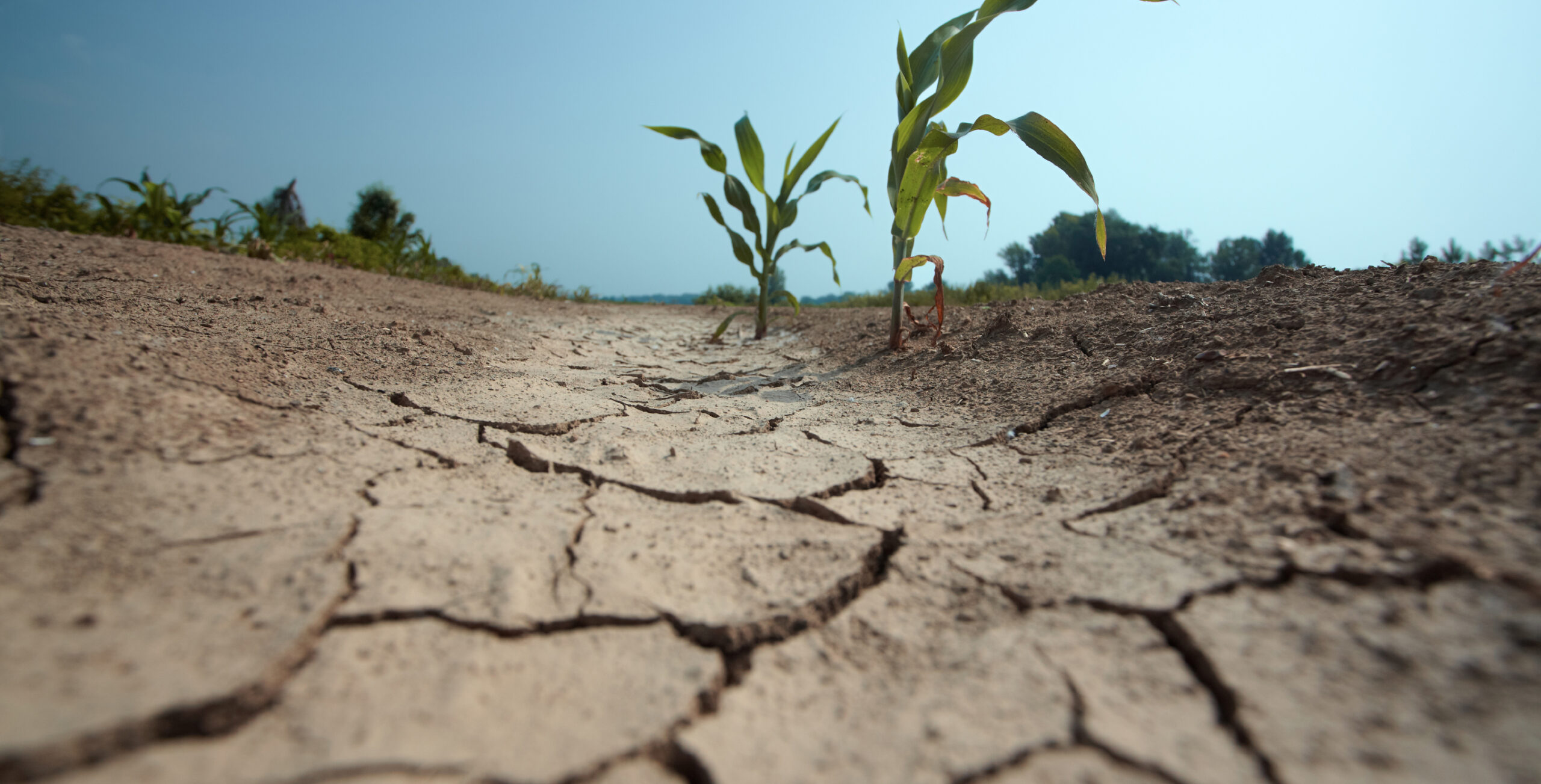 droogte bij akkerbouw mais. droge grond als gevolg van te weinig water.